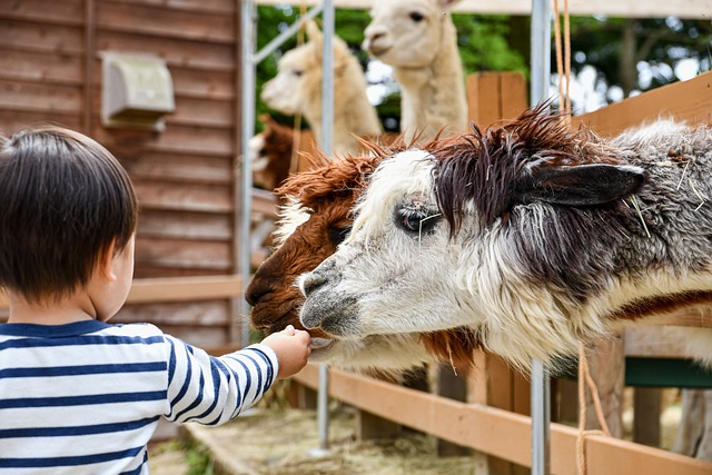 contactar Faunia
Parque
zoológico
vicuña