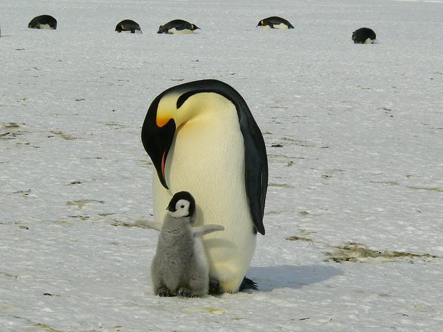 pinguinos
selwo marina
parque animal acuático