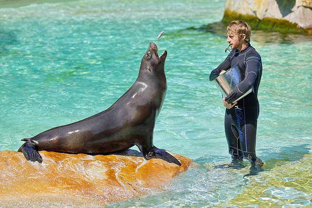 contactar zoo aquarium
lobo marino
acuario